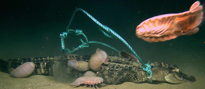 Illustration for article titled Unsettling Video Shows What Happens to a Dead Alligator at the Bottom of the Sea